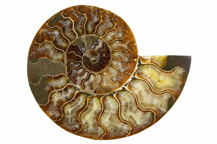 Cut & Polished Ammonite Fossil (Half) - Madagascar #345623